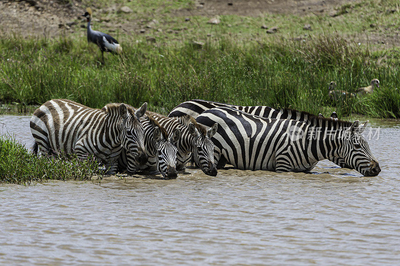 格兰特斑马(Equus quagga boehmi)是平原斑马的七个亚种中最小的。这个亚种代表了塞伦盖蒂-马拉生态系统的斑马形态。肯尼亚马赛马拉国家保护区。从一个小水池里喝水。